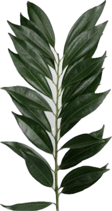 Cocculus