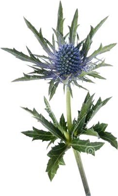 Eryngium