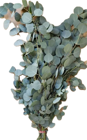 Eucalipto silver dollar