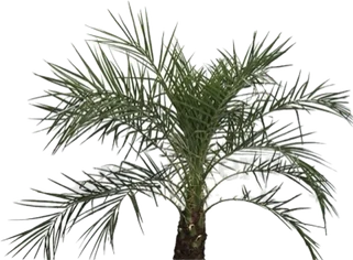 Palma robelina