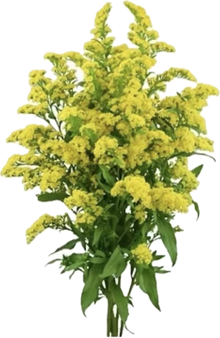 Solidago gigantea